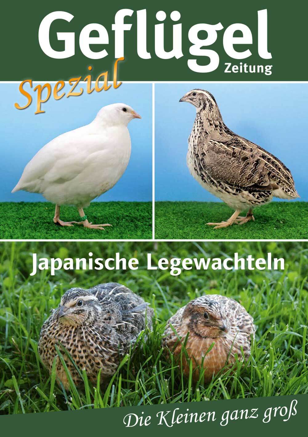 Japanische Legewachteln – Geflügelzeitung Spezial 01/2020